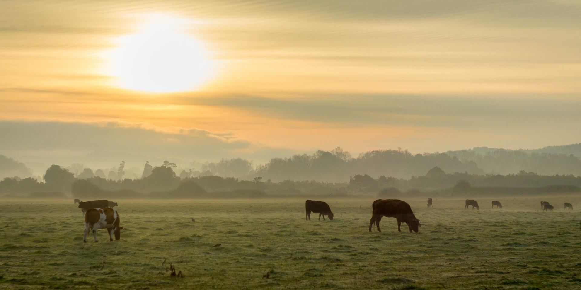 El jardín del Budi y navegación a Isla Huapi