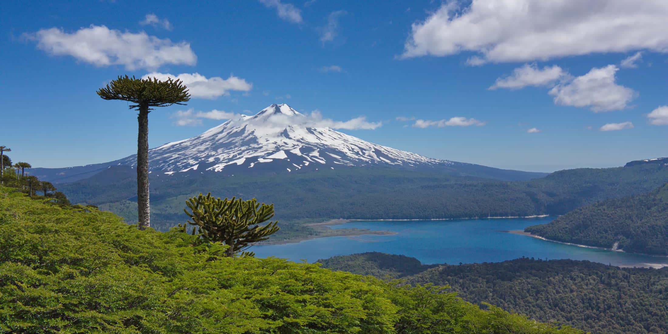 Trekking zwischen Araukarien und Gletschern