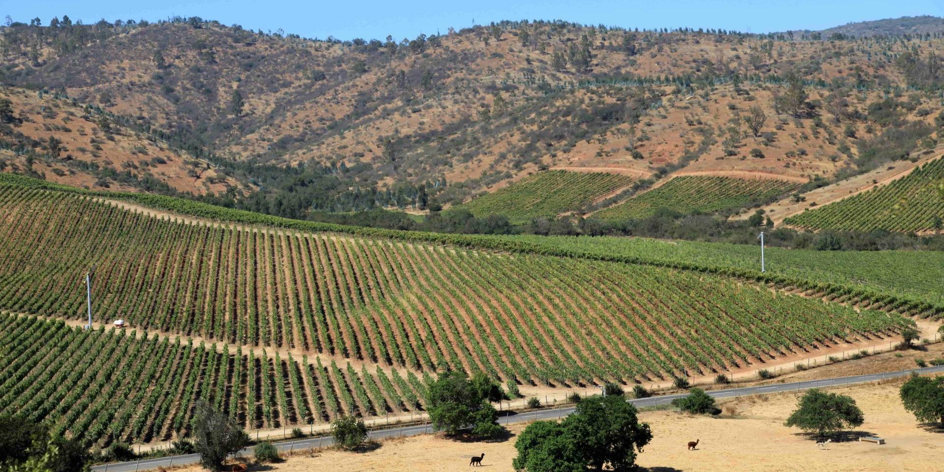 Kaltklimat-Weine mit ozeanischem Einfluss