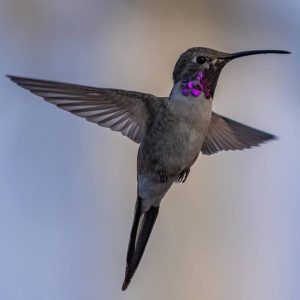 Las aves que solo encuentras al sur del mundo
