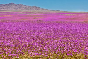 Deserto Florido! O deserto mais árido do mundo se enche de flores na primavera