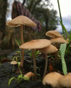 O maravilhoso reino fungi presente durante o outono no Chile