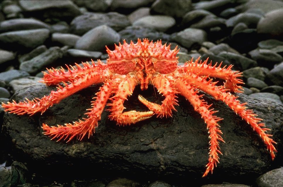 Marine species in danger of extinction in Chile