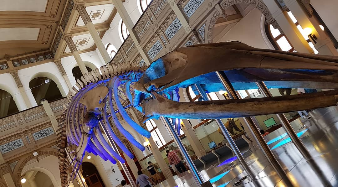 National Museum of Natural History