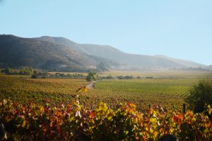 Tour of Chile's vineyards during the Pan American Games 2023