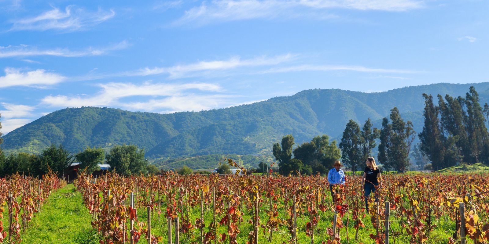 Weißweine aus dem Casablanca-Tal