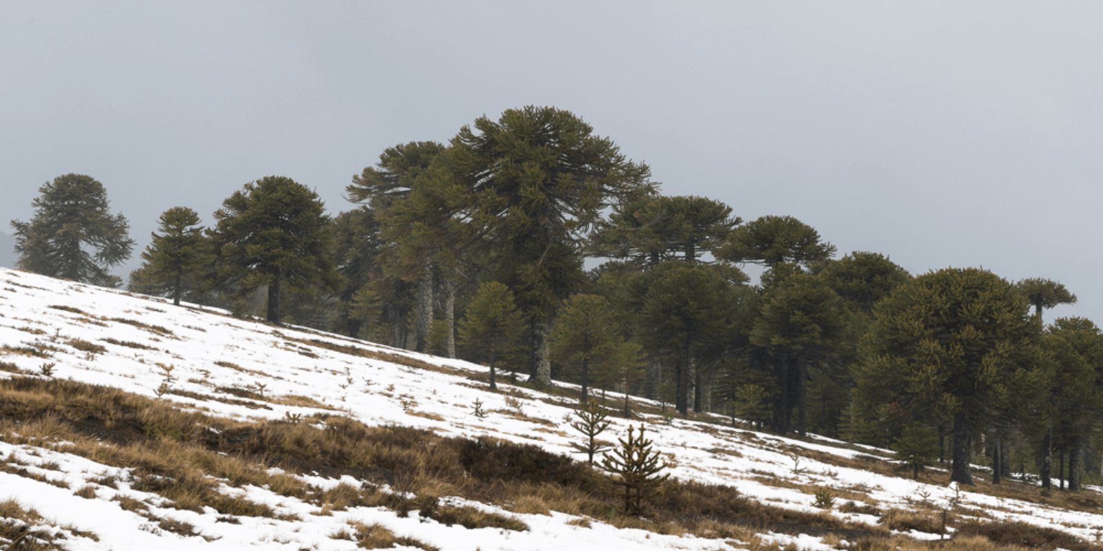 Kennenlernen des Naturschutzgebiets Malalcahuello
