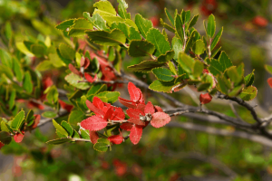 Jardines botánicos en Chile: Disfruta el inicio de la primavera