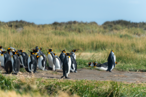 Cinco lugares para ver ballenas y pingüinos en el sur de Chile