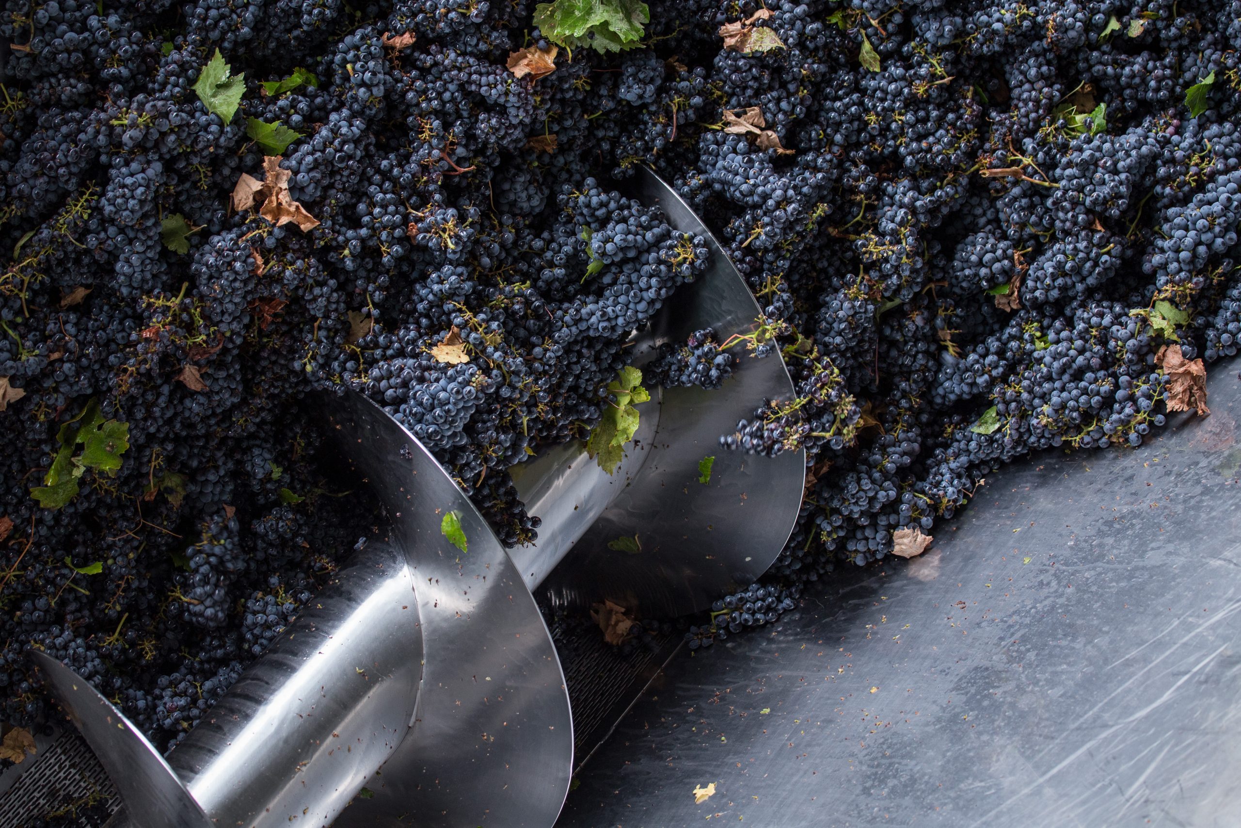 As principais vindimas do Chile 2024 e onde são realizadas