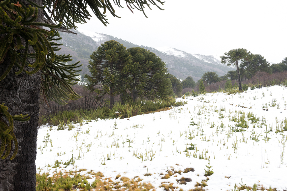 ¡No solo en Santiago! Tres destinos con nieve en Chile que no conocías