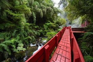 Pasarelas rojas y bosques milenarios: La terma más viral del sur de Chile