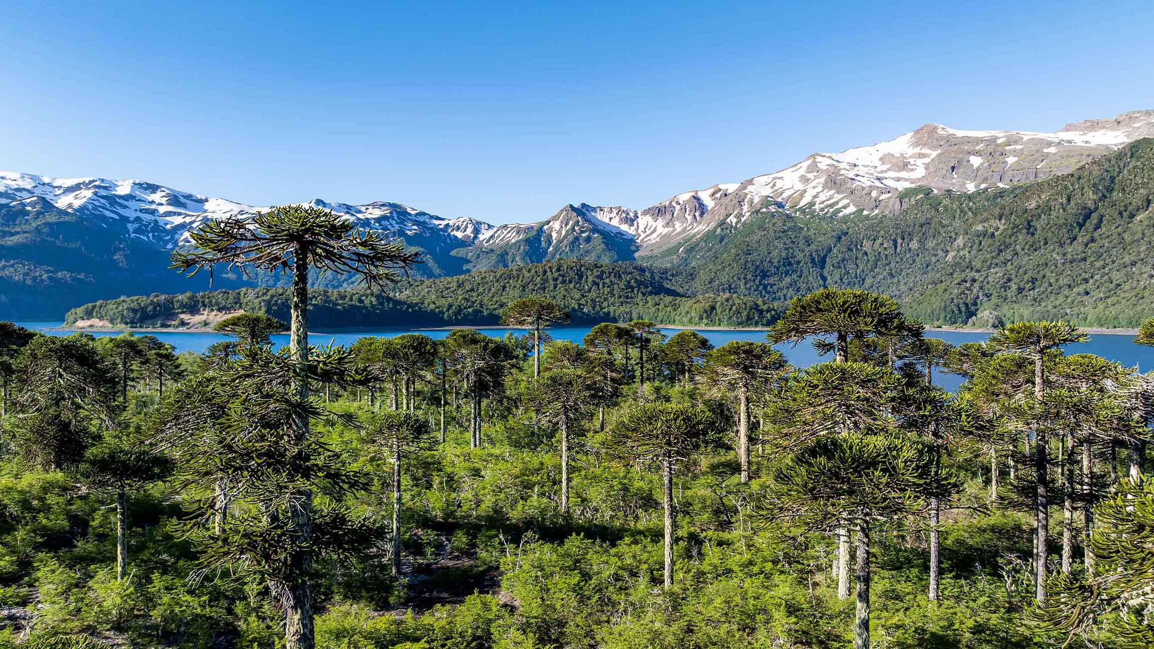 Der Nationalpark Conguill o 307 Km Chile Travel