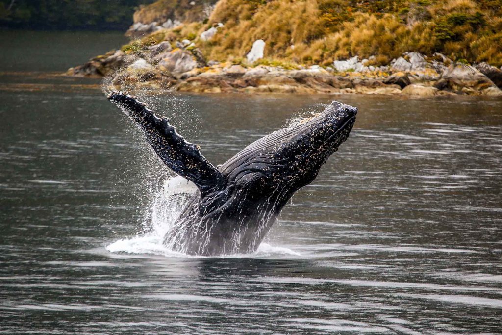 Parque Marino Francisco Coloane