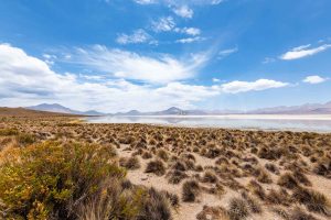 Monumento Natural Salar de Surire