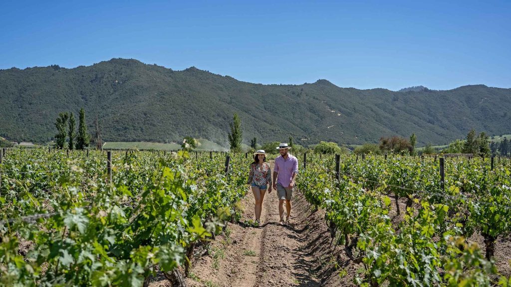 Vendimia Valle del Aconcagua 2026