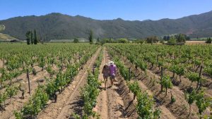 Valle de Colchagua y Santa Cruz