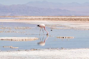 Reserva Nacional Los Flamencos