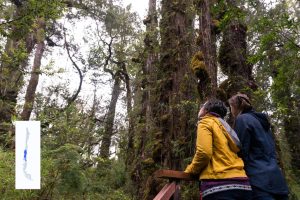 Un árbol más antiguo que las pirámides: 6 Parques Nacionales de Chile que debes conocer