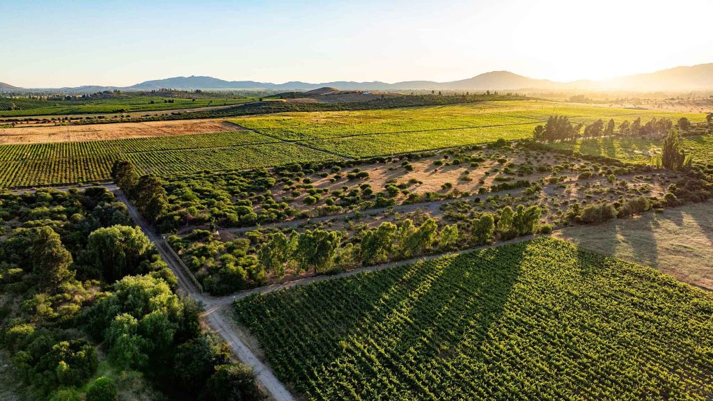 Valles del Maule y Curicó