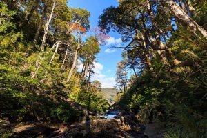 Parque Nacional Huerquehue