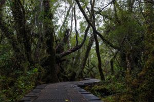 Parque Nacional Chiloé