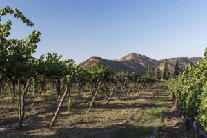Valle del Maipo