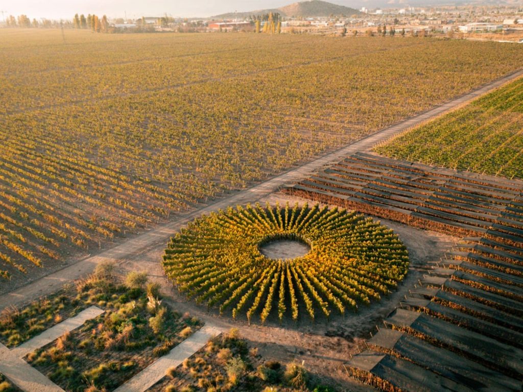 Le meilleur vin du monde est chilien ! Où le déguster et circuits pour découvrir son histoire