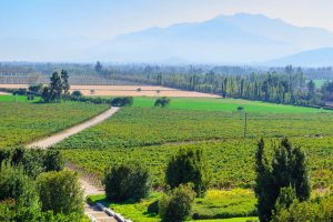 Naturaleza y vino en el corazón del Valle del Maipo