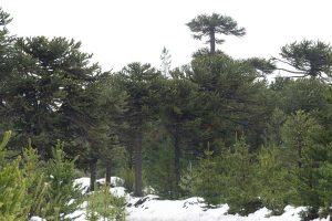 Magische Reise: 2-Tages-Route durch La Araucanía