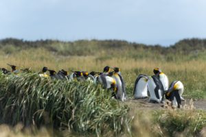Guía para un viaje al hogar del Pingüino Rey