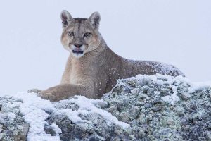 Itinerario de 2 días en Leona Amarga: El corazón del puma