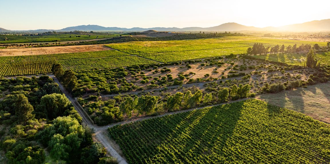 Viñedos del Maule y aventura en el Lago Colbún