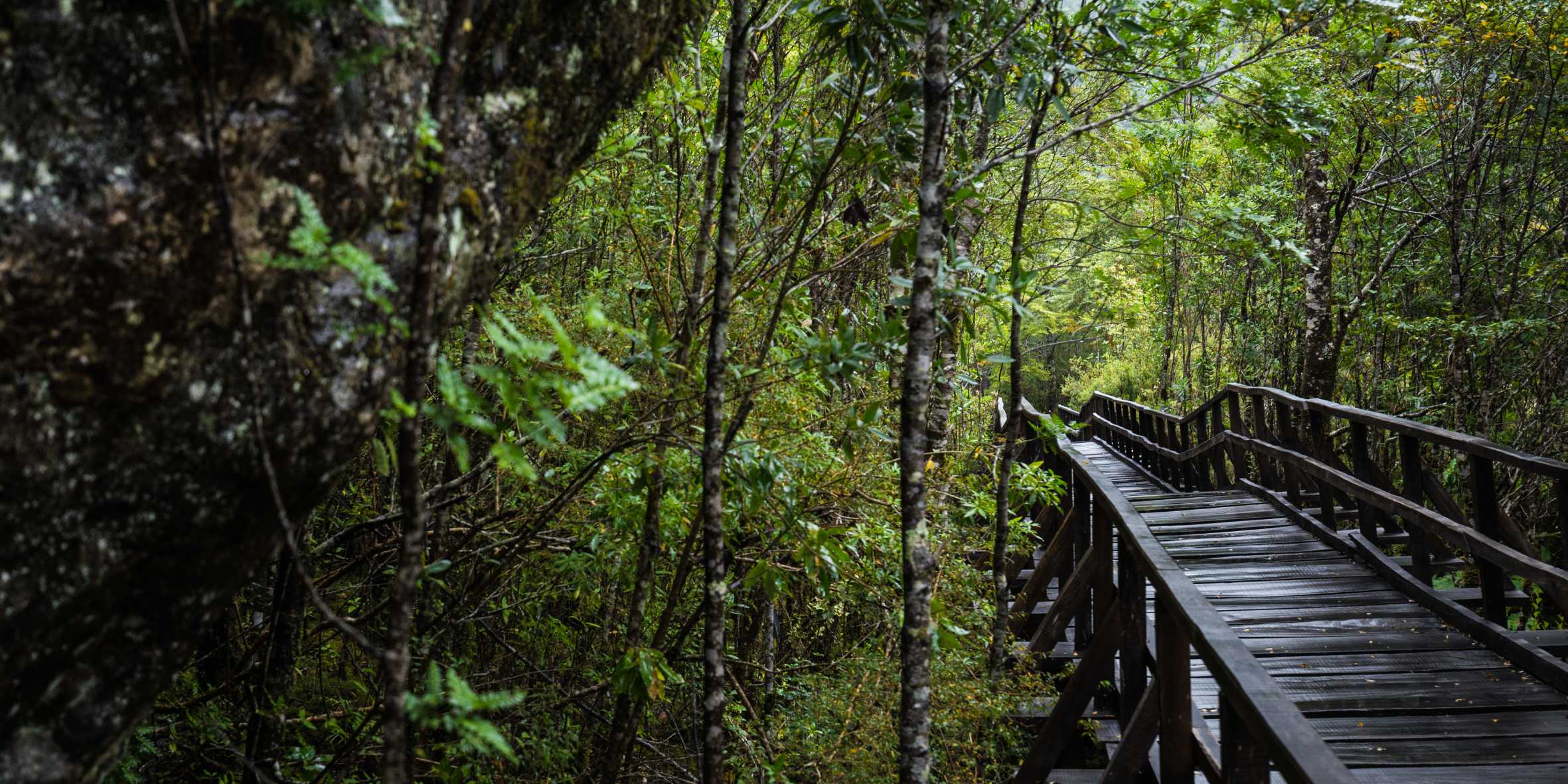 Sendero Bosque Encantado