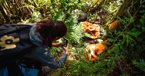 Hongos en Chile y cuándo parte la temporada: ¡Hay uno igualito al de Súper Mario!