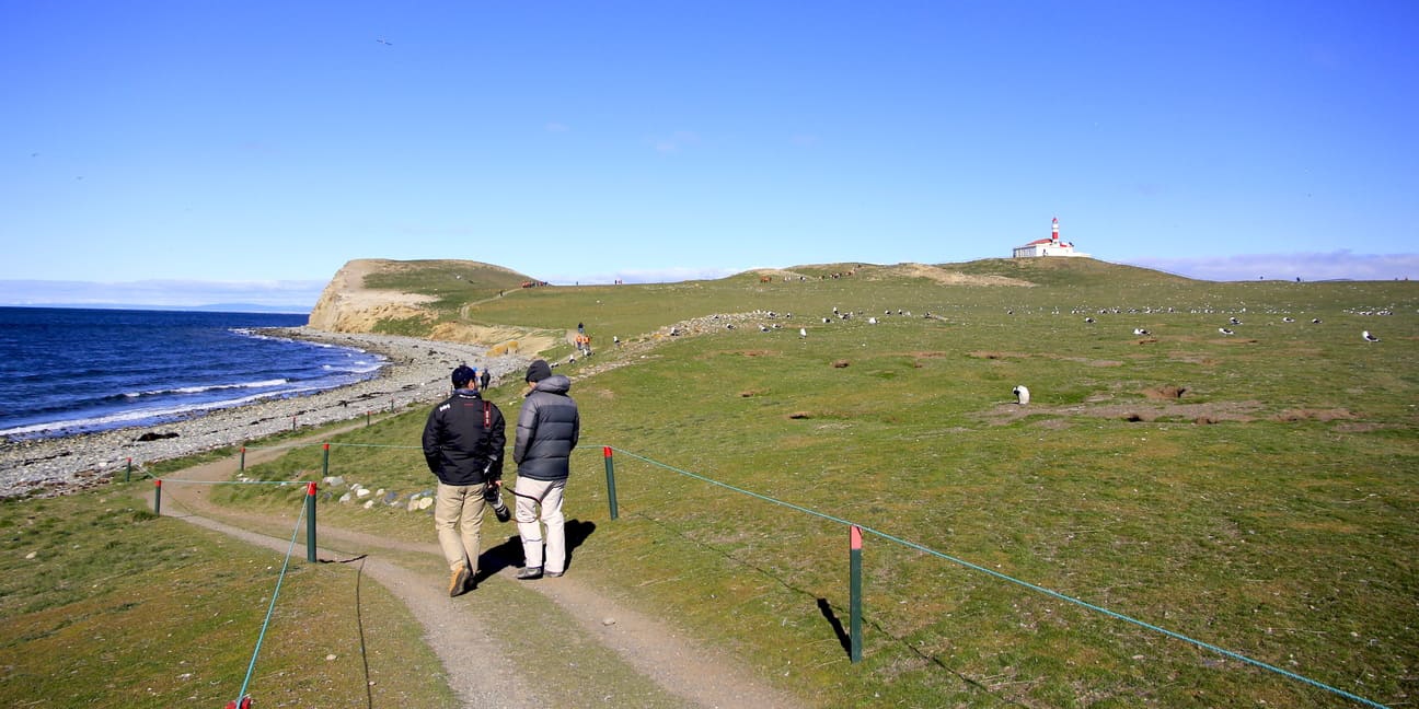 Encuentro con la mayor colonia de pingüinos magallánicos de Chile 