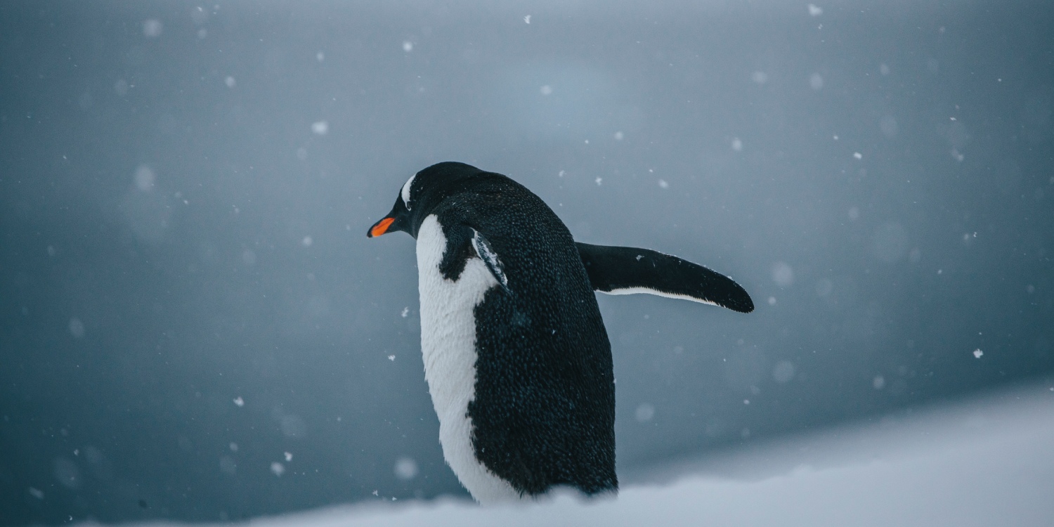 Fauna antártica y navegación entre paisajes volcánicos 