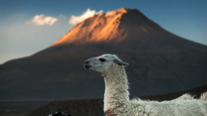 Lugares de Chile para ver flora, fauna y bellos paisajes