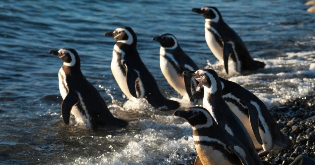 L’île magique au milieu de la Patagonie, regorgeant de pingouins et de dauphins