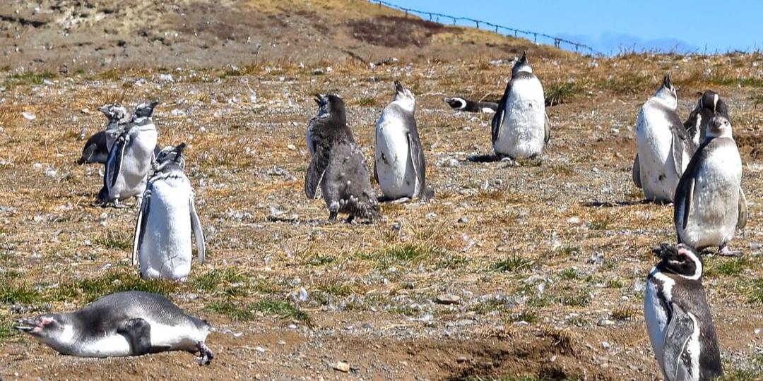 Pingouins sur l’île Magdalena