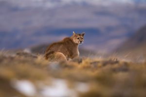 Avistamiento de pumas en Chile: Por qué somos el “Hollywood” del felino 
