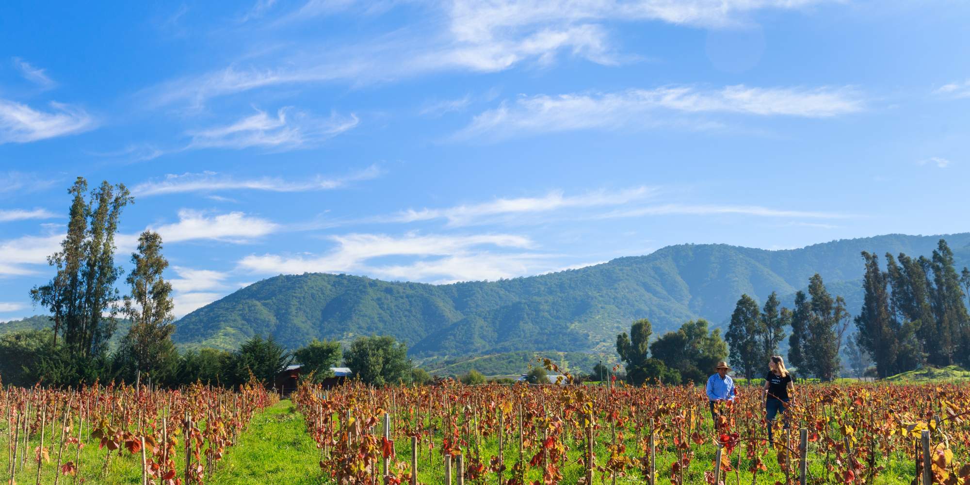 Discover the Wines of Chile