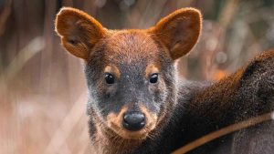 Sie sind so niedlich! Die liebenswertesten Tiere Chiles und wo man sie findet