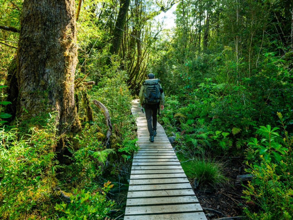 Un turista con mochila de trekking camina de espaldas por una pasarela de madera que se interna en un frondoso bosque nativo. El sendero está rodeado de densa vegetación verde, helechos y árboles altos iluminados por la luz solar.