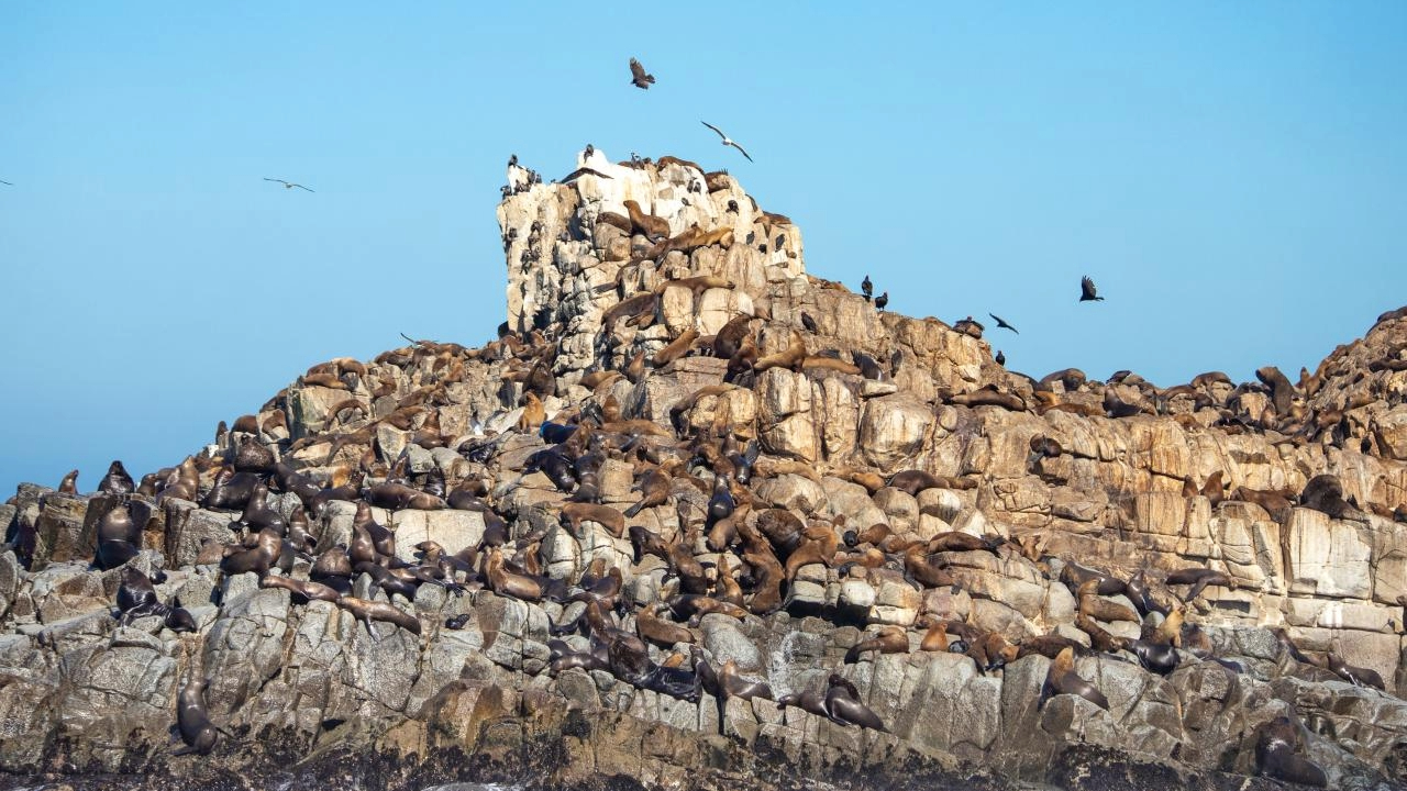 Cobquecura: naturaleza, geología y vida silvestre