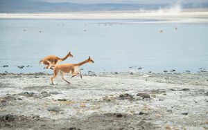 7 Chilean Salt Flats That Will Amaze You, and How to Visit Them