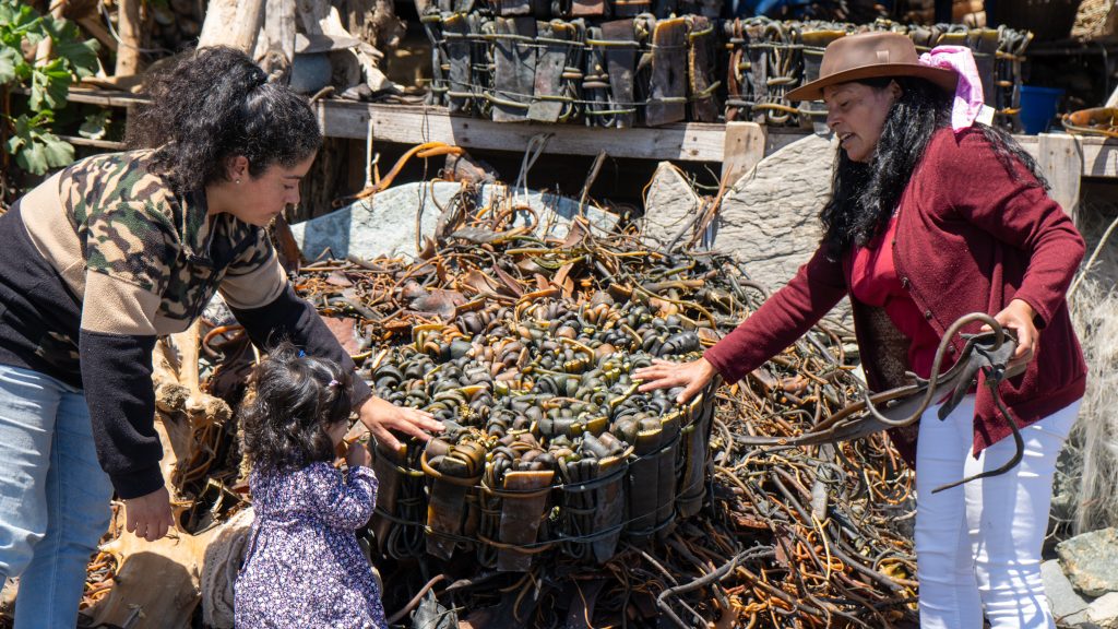 Cecilia Vargas, a gatherer from Caleta Los Piures, hands freshly harvested cochayuyo to a visiting family as part of the Ruta de los Abastos, O'Higgins Region, Chile.