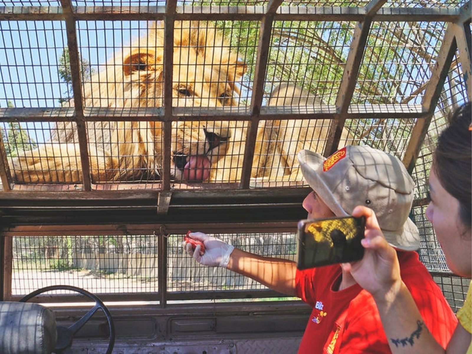 Visiteurs photographiant un lion à travers la grille d’un véhicule pendant le Safari Félins au Parque Safari Chile.