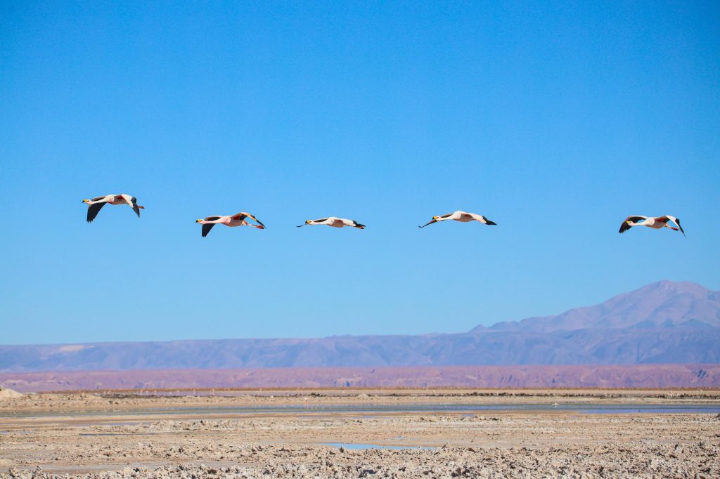 Cuatro flamencos sobrevolando el Salar de Atacama.