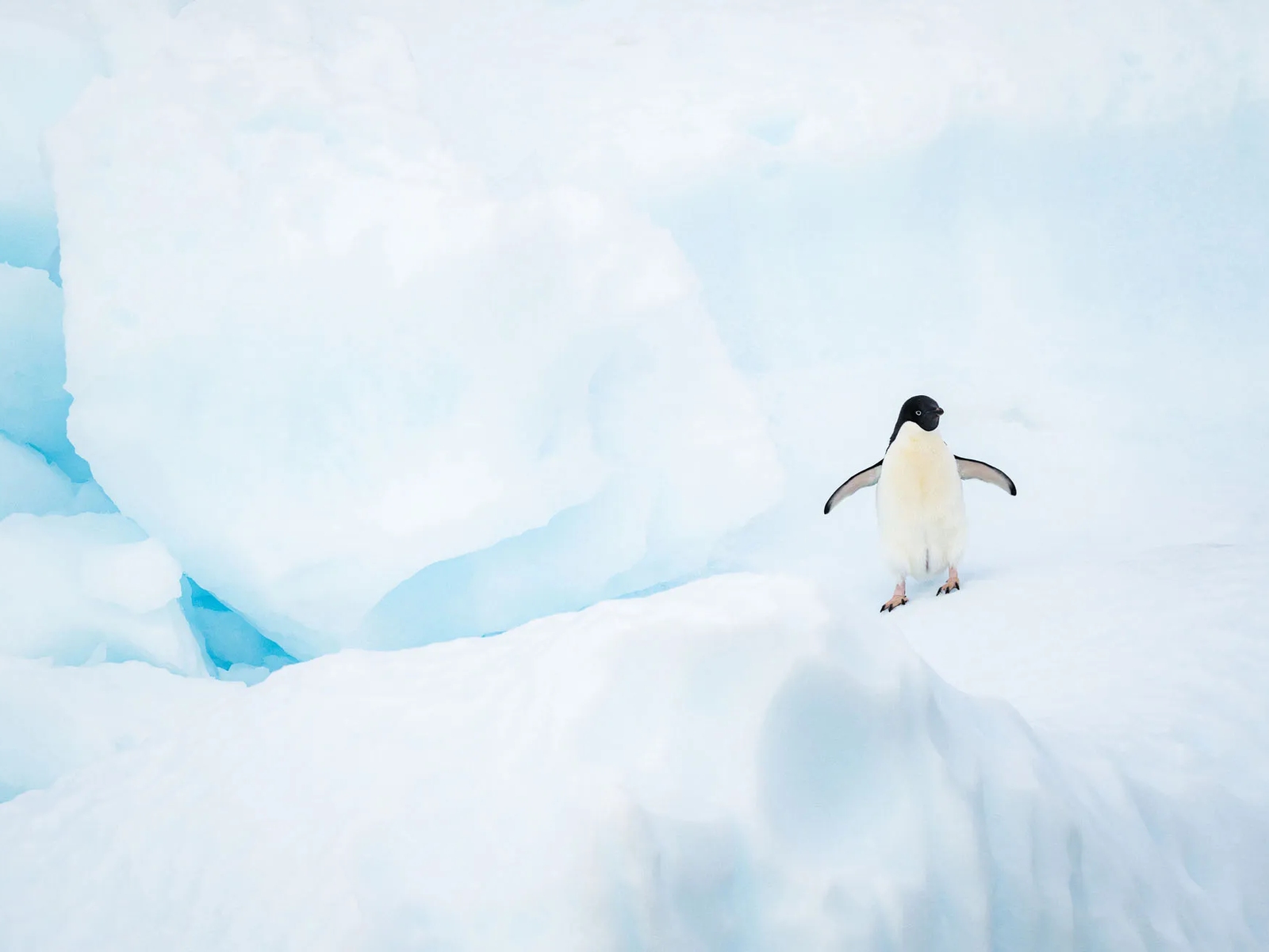 Gentoo penguin walking on a glacier during an Antarctica cruise landing.